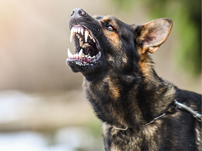 Aggressive German Shepherd snarling and bearing teeth