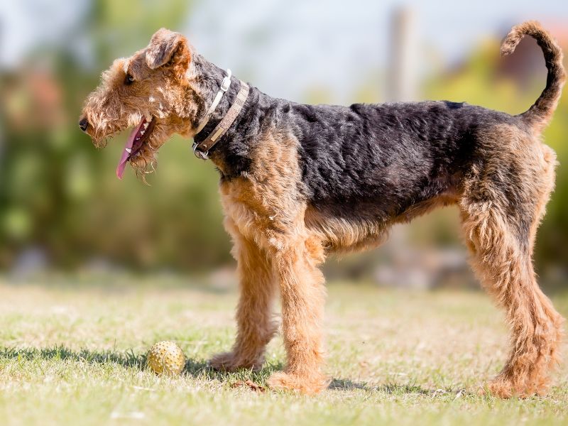 Airedale's are distinctive, and love to play