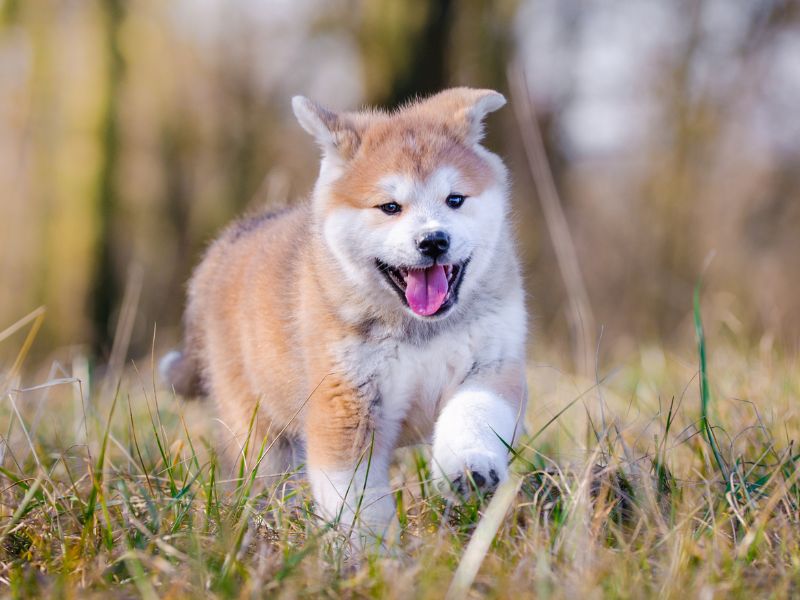 Akita pup running on grass