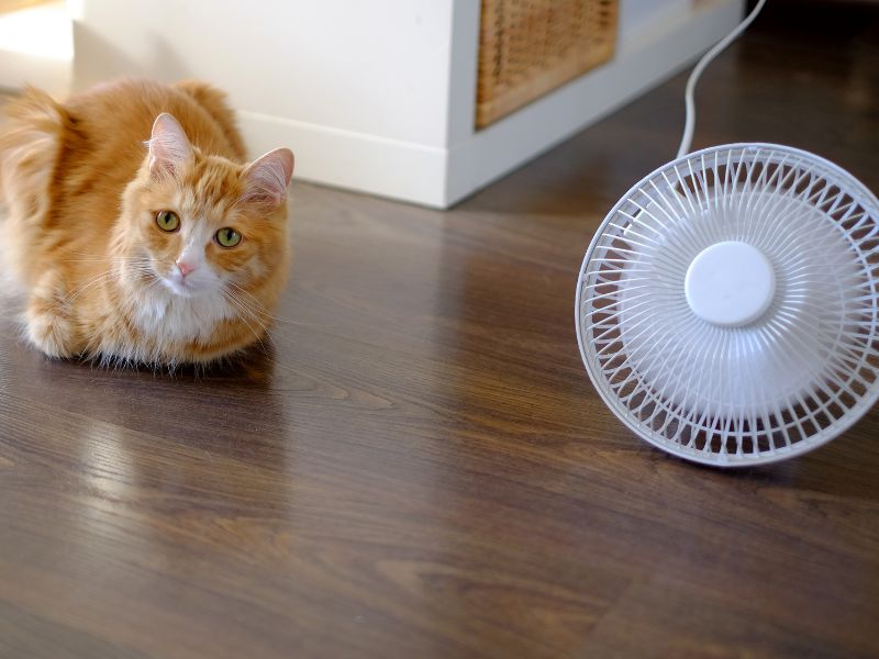 An indoor fan will help your cat keep cool on hot days