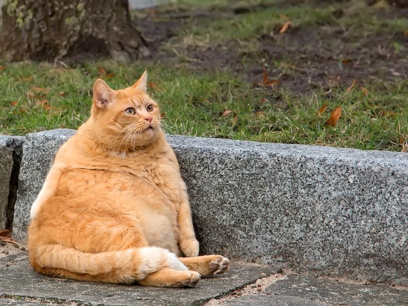 An overweight cat can suffer health issues