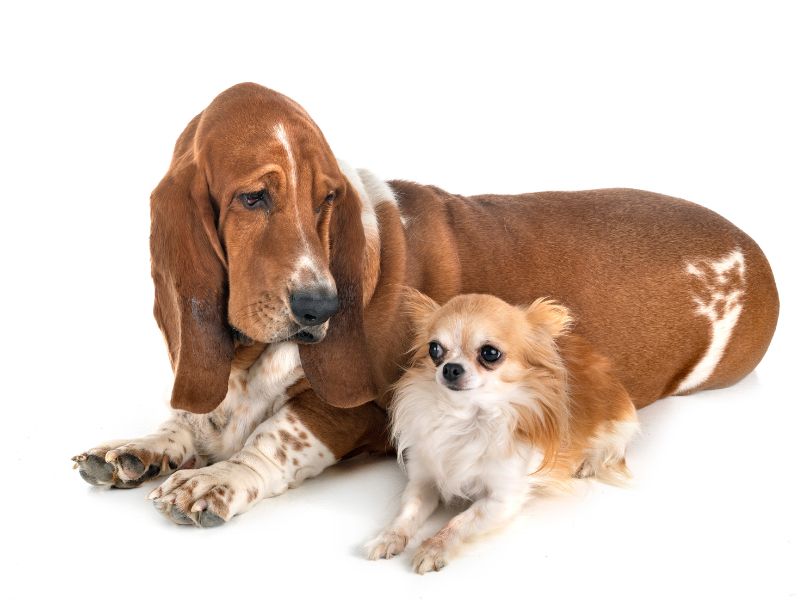 Basset Hound lying next to a Chihuahua