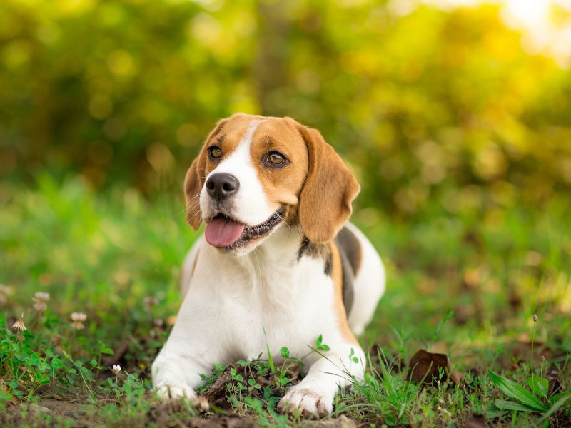 Beagle lying on the grass