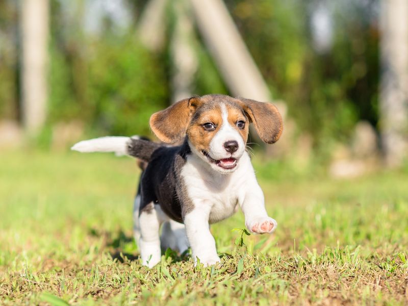 Cute Beagle pup running in the meadow