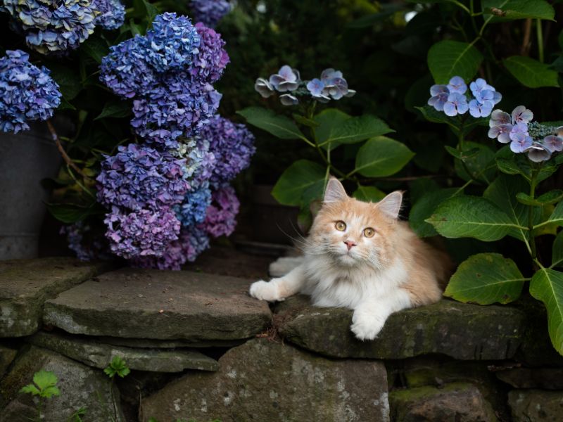 Cute cat resting in the shade of garden shrubbery