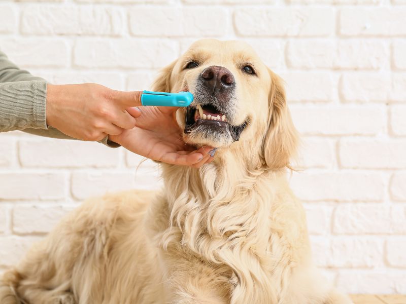 Dental health is crucial for dogs just as it is for humans