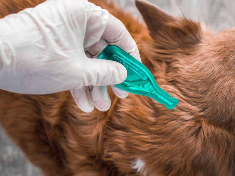 Dog receiving treatment for fleas and ticks