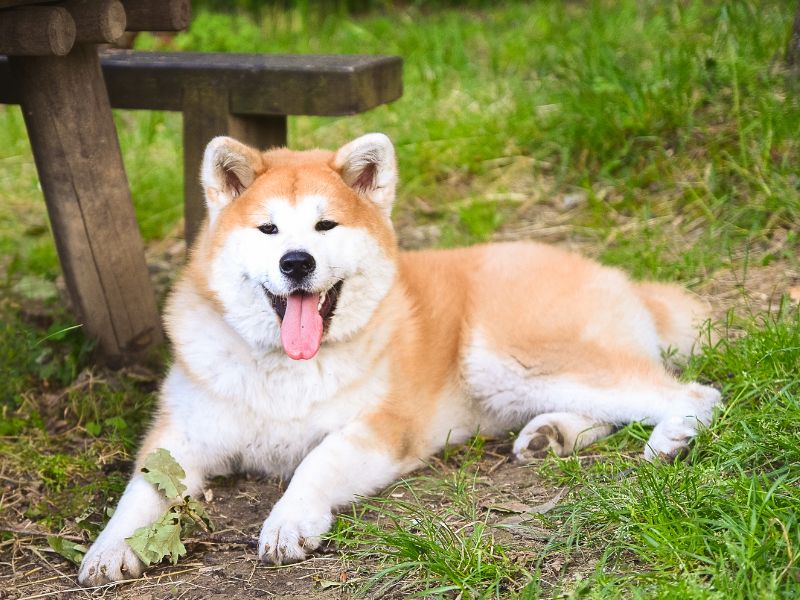 Happy Akita lying on grass