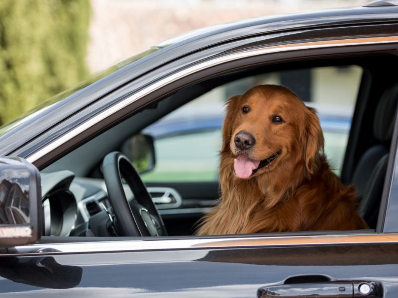 In the driving seat, this dog's not waiting for his owner!
