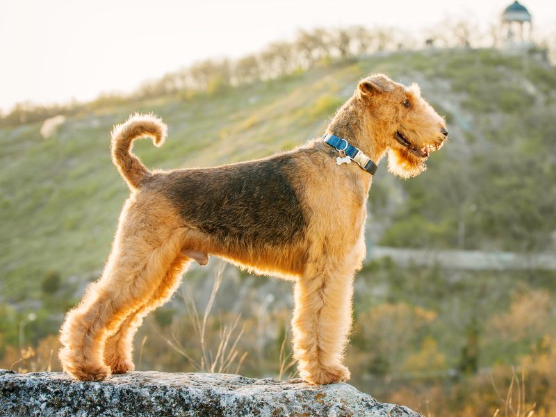 Purebred Airedale Terrier outdoors