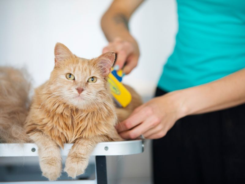 Some cats love being groomed at home or at the salon