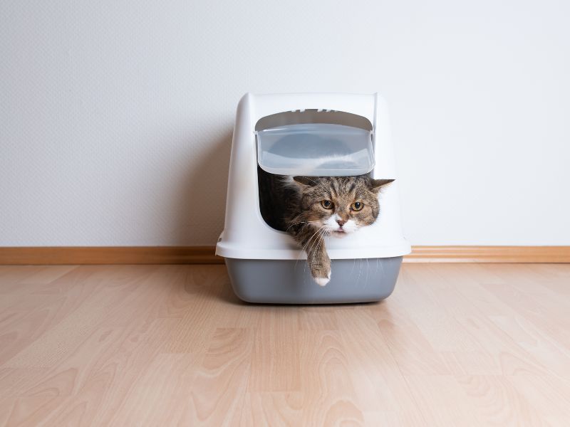 Some cats prefer a litter box rather than a tray