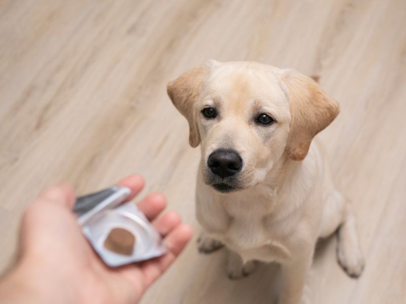 Some dogs will take medication in tablet form, some won't!