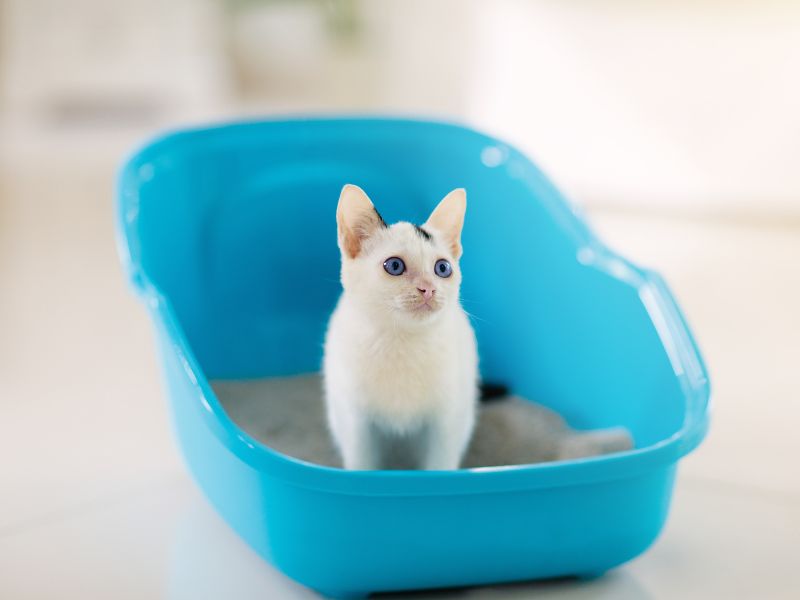 The litter tray, or box, should be big enough for your cat