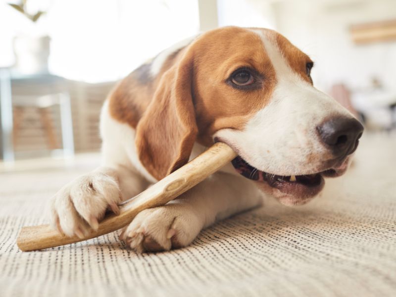 There are a variety of dental chew sticks on the market