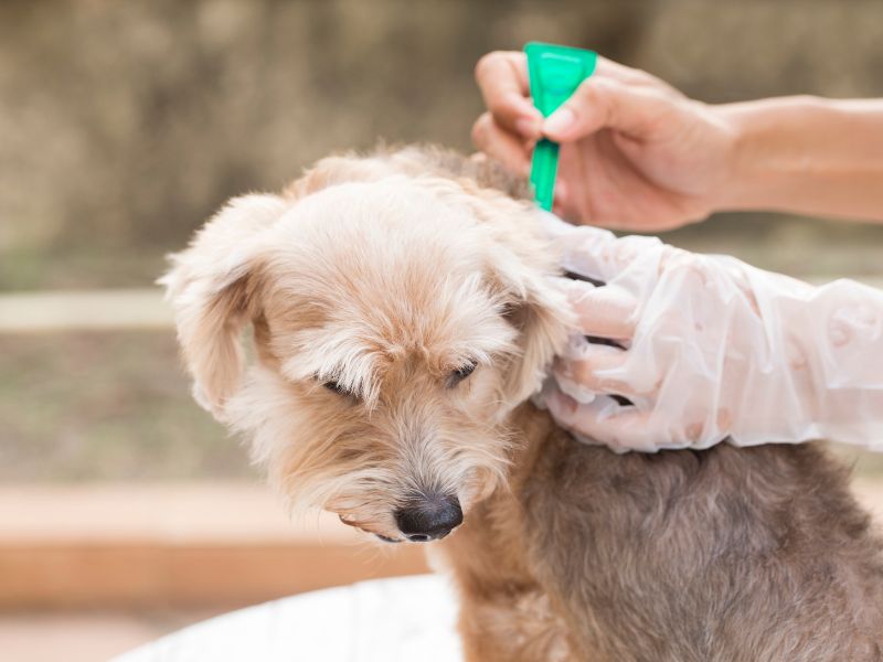 Tick and Flea prevention is important for the health of your dog