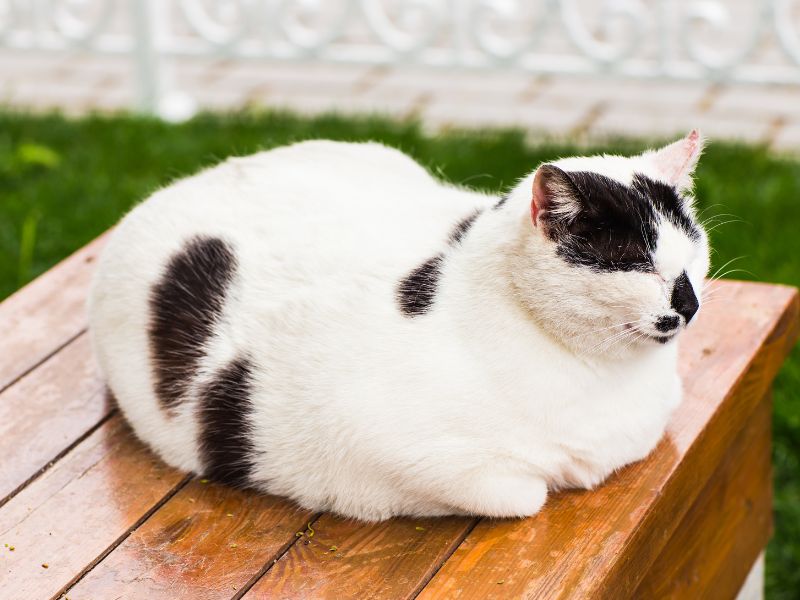 To keep your cat an ideal weight may mean cutting down on treats