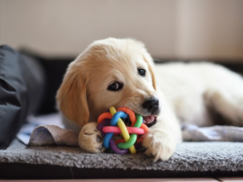 Toys can stop your dog becoming bored