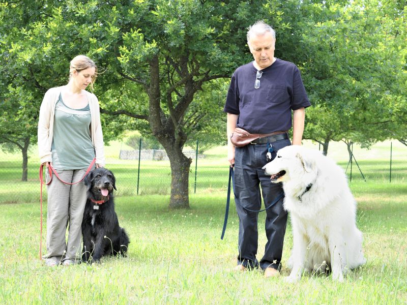 Training and socializing your dog takes time, but is important