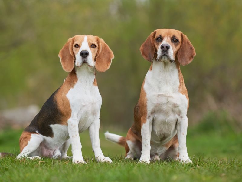 Two alert Beagles watching the camera