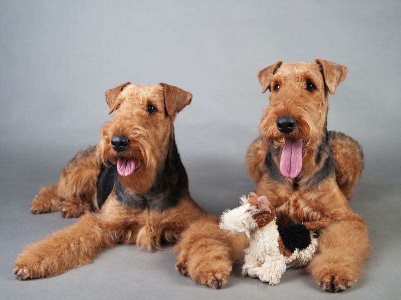 Two cute Airedales, and one Airedale toy!
