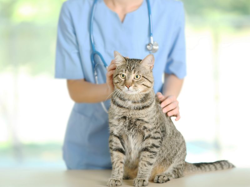 Have your vet examine your cat is you suspect arthritis