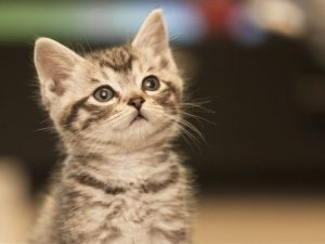 A Kitten may have a long life ahead of it
