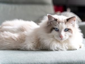 A relaxed Ragdoll cat taking it easy!
