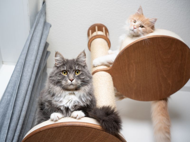 A tall scratching post your cat, or cats, can climb and explore