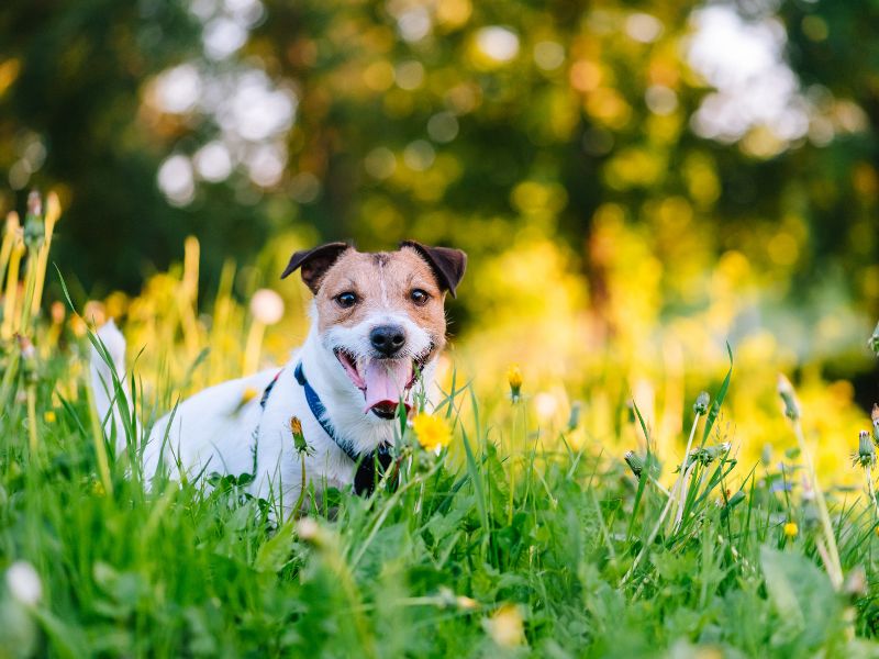Allergens in the environment, such as pollen, may affect your dog