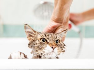 Bathing the cat in the bathtub