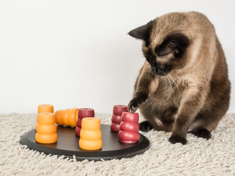 Cat toys can stimulate your cat and stop it becoming bored