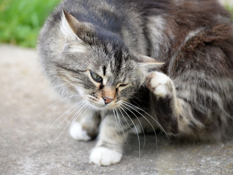Constant scratching can be a sign of fleas