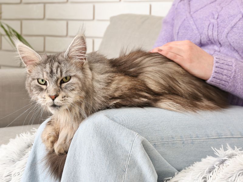 Cute Maine Coon cat keeping owners legs warm!