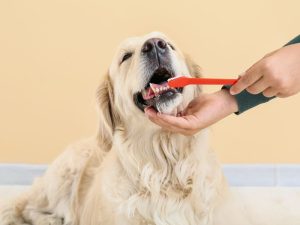 Dental Hygiene is important for dogs