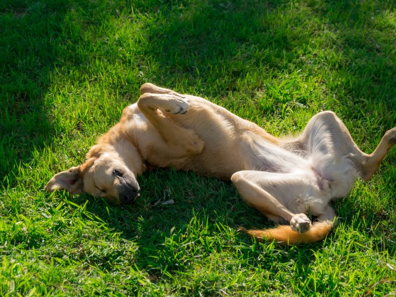 Dog relaxing on the cool green grass