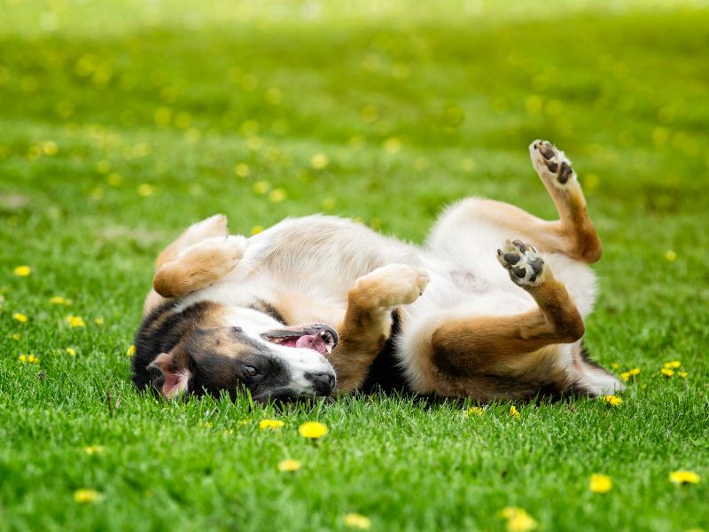 Ecstatic dog rolling in the grass