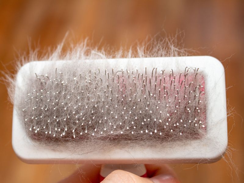 Grooming and cleaning the house can cut down on allergen levels