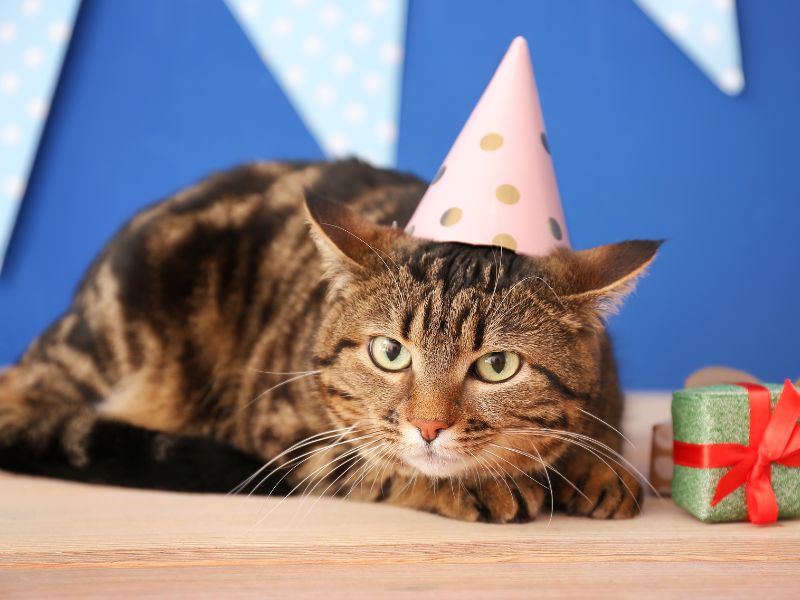 I do love my birthday hat,_ says cat!