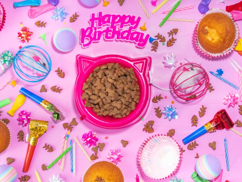 Make sure you give your cat a birthday treat!