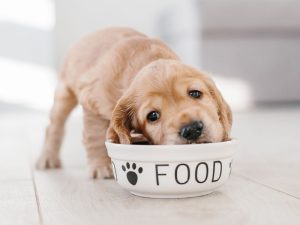 Making nutritional homemade dog food may benefit your dog