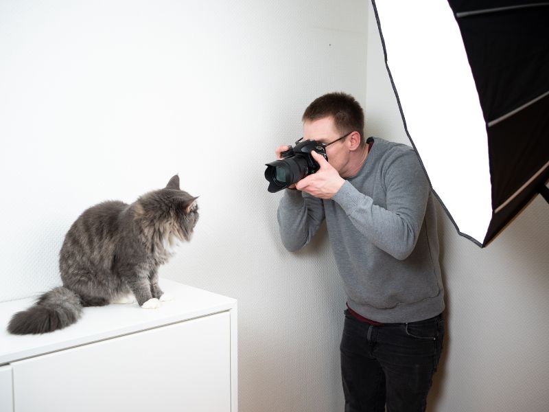 Patience is a virtue when photographing cats
