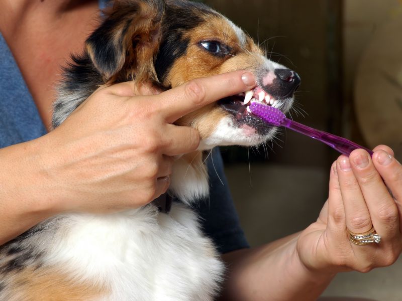 Patience is required before some dogs get used to regular brushing