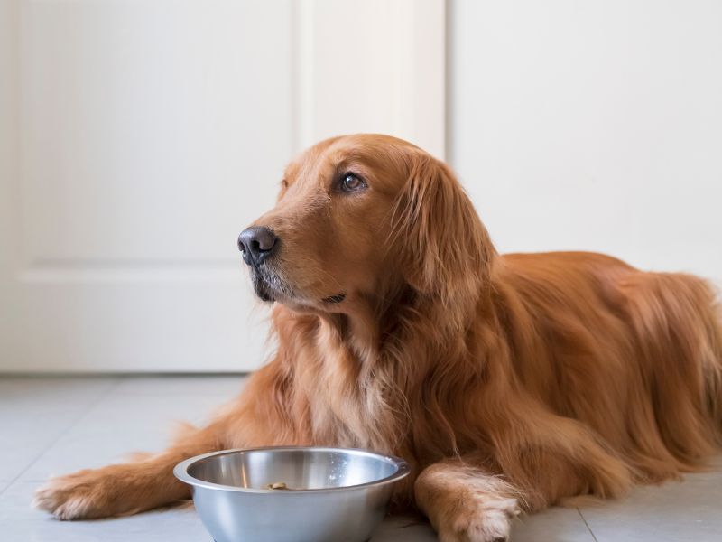 Slowly transition your dog from commercial to homemade food