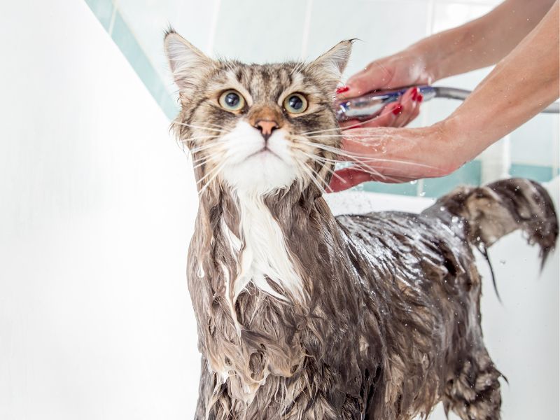 Some cats are more amenable to bathing than others