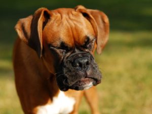 Your dog sneezing can be a sign of an allergy