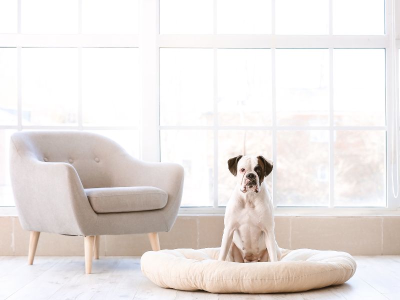 Your dog's bed can match your decor if you make it yourself